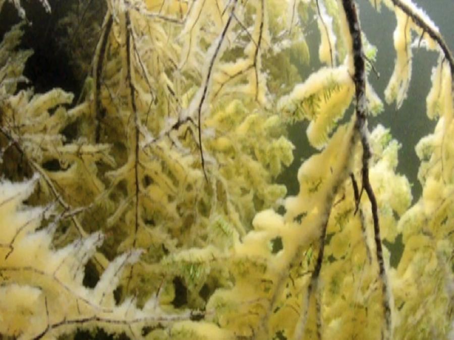 Traditional and Commercial Aboriginal Fishery Pacific Herring